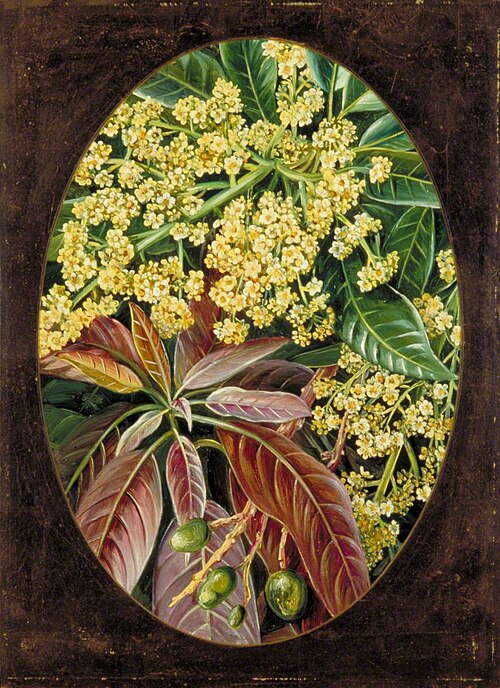 Foliage, Flowers and Young Fruit of the Mango, 1878, Marianne North
