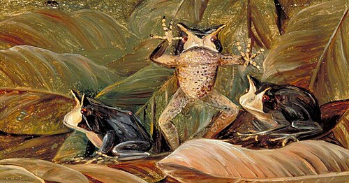 Tree Frogs, Found amongst Dead Leaves, Brazil, 1873, Marianne North