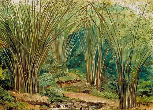 Valley of Bamboos near Bath, Jamaica, 1873, Marianne North