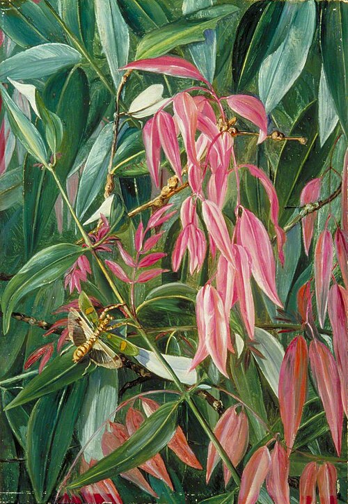 Young Shoots of the Iron Wood Tree, 1878, Marianne North