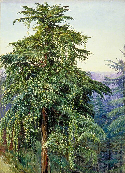 Study of a Deodar in Full Cone and Clothed with a Creeper, near Simla, 1878, Marianne North