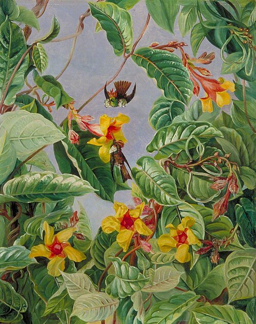 A Brazilian Climbing Shrub and Humming Birds, 1873, Marianne North