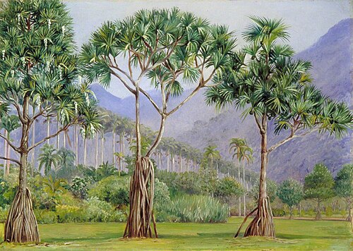 Screw Pines and Avenue of Royal Palms in the Botanic Gardens, Rio, Brazil, 1873, Marianne North