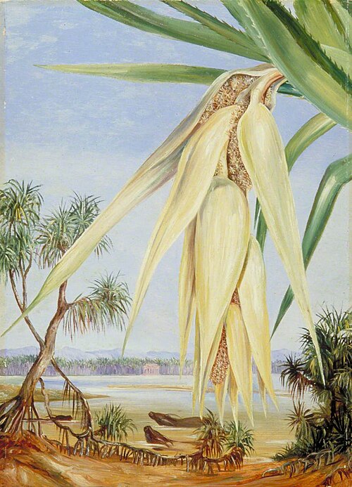 Male Inflorescence of a Screw Pine, 1878, Marianne North