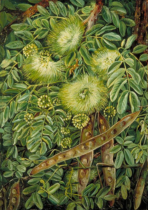 Foliage, Flowers and Seed-Vessels of an Indian Tree, 1878, Marianne North