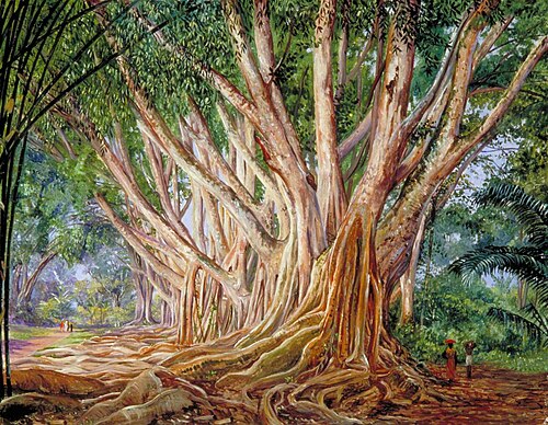 Avenue of Indian Rubber Trees at Peradeniya, Ceylon, 1877, Marianne North