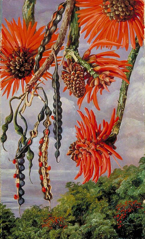 Flowers of Another Kind of Coral Tree, 1873, Marianne North