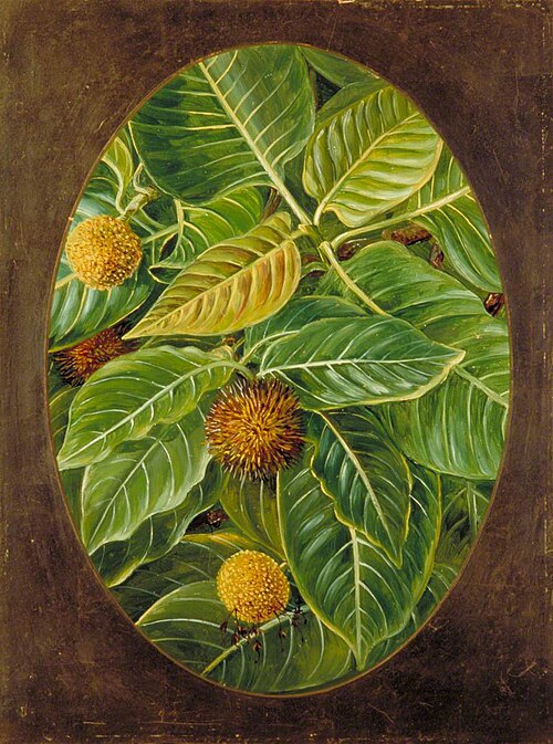 The Kuddum or Cadamba, 1878, Marianne North