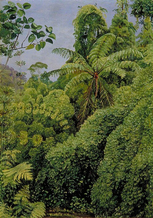Tree Ferns and Climbing Bamboos in Gongo Forest, Brazil, 1873, Marianne North