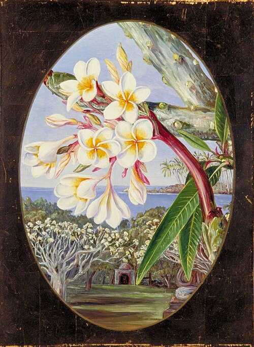 The Gool-achin or Caracucha, 1878, Marianne North