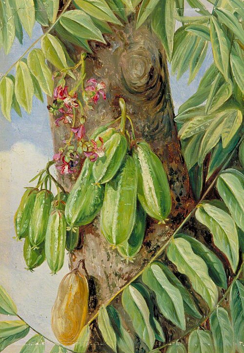 The Bilimbi or Blimbing, Jamaica, 1872, Marianne North