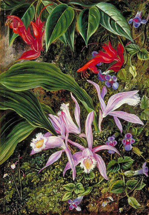 Wild Flowers of Darjeeling, India, 1878, Marianne North