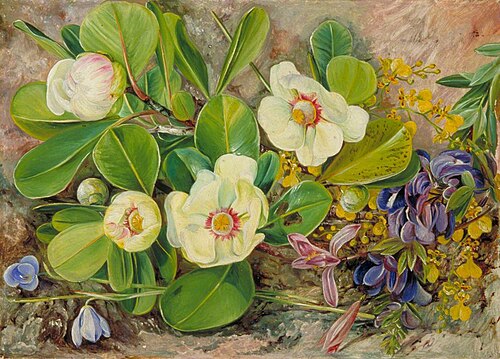 Wild Flowers of Brazil, 1873, Marianne North
