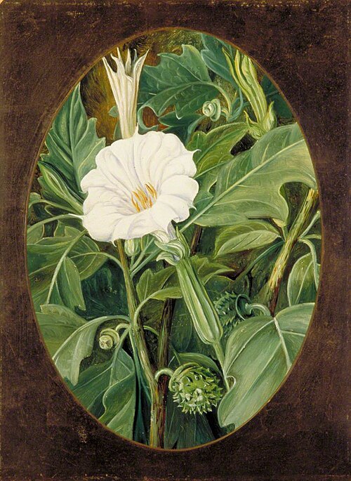 White-Flowered Thorn Apple, 1878, Marianne North
