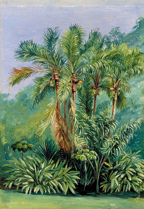 Group of Small Palms, Rio Janeiro, Brazil, 1873, Marianne North