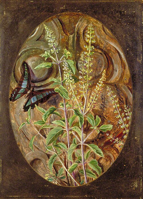 Holy Basil or Tulsi, 1878, Marianne North