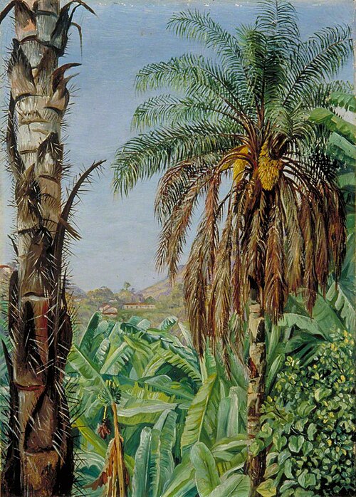 Cocoera Palms and Bananas, Morro Velho, Brazil, 1873, Marianne North