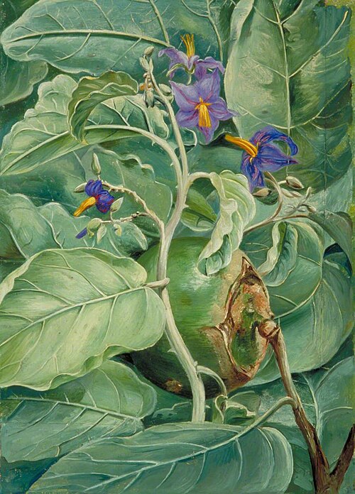 Foliage, Flowers and Fruit of Poma de lupa, Brazil, 1873, Marianne North