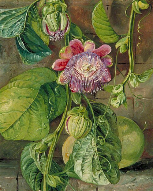 Foliage, Flowers and Fruit of the Granadilla, Jamaica, 1872, Marianne North