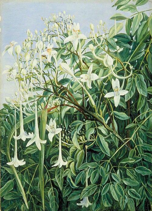 Foliage, Flowers and Fruit of Millingtonia hortensis, 1878, Marianne North