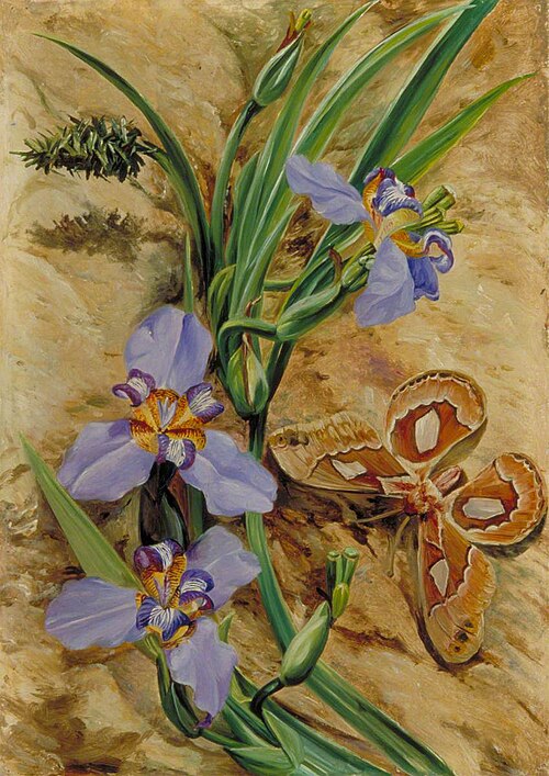 Palma de Santa Rita and Atlas Moth, Brazil, 1873, Marianne North