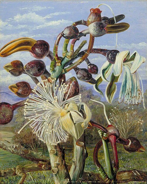 Flowers of a Brazilian Forest Tree, 1873, Marianne North