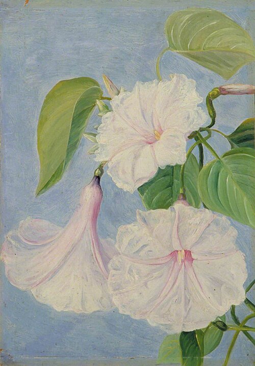 Flowers of a Shrubby Convolvulus, Jamaica, 1872, Marianne North