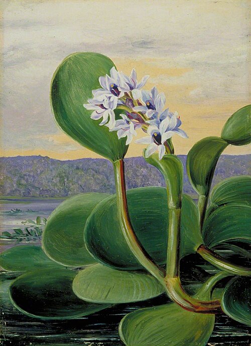 A Tropical American Water Plant, 1873, Marianne North