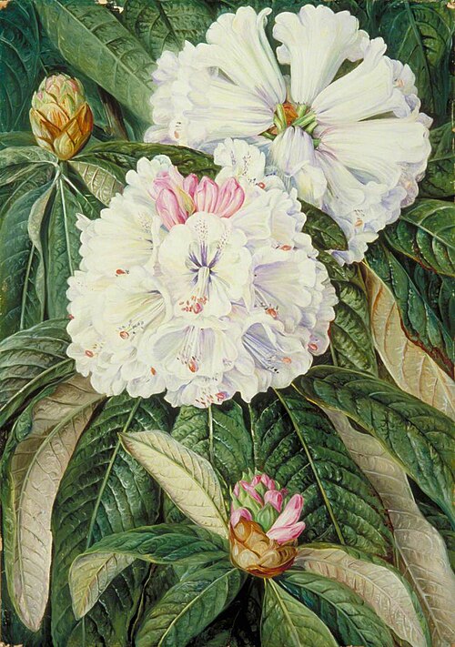 Foliage and Flowers of the Indian Rhododendron grande, 1878, Marianne North