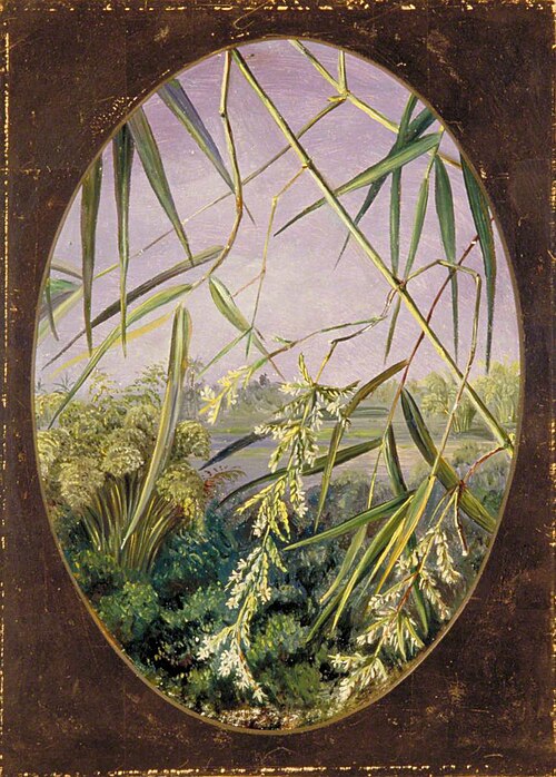 Flowers of the Common Bamboo with Tufts of the Plants Behind, 1878, Marianne North