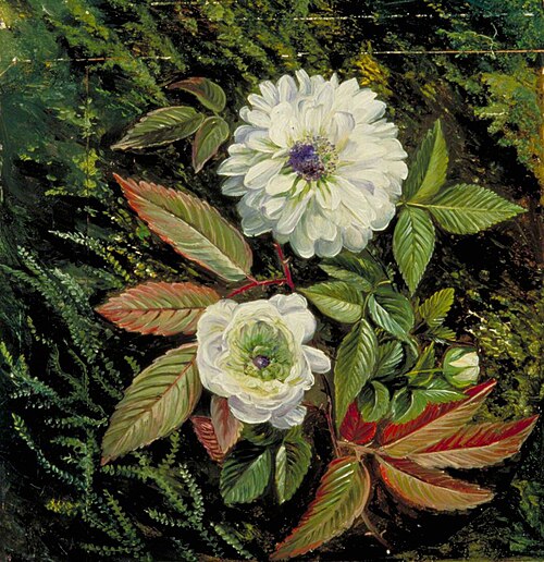Foliage and Double Flowers of the Sandal-Wood Bramble, 1872, Marianne North