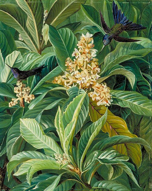 Foliage and Flowers of the Loquat or Japanese Medlar, 1873, Marianne North