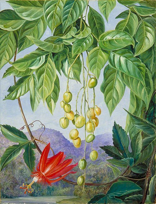 Foliage and Fruit of the Wampee and American Passion Flower, 1878, Marianne North