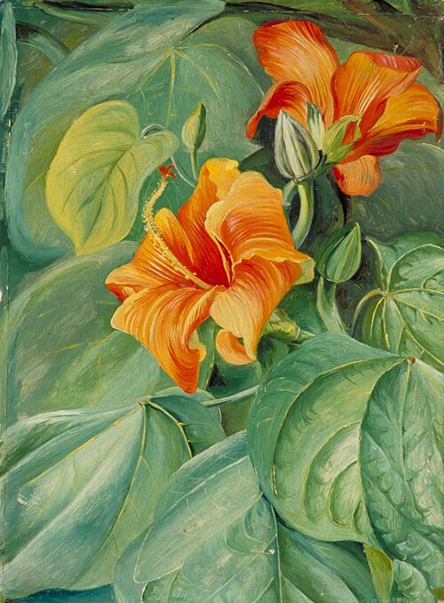 Foliage and Flowers of the Mahoe, Jamaica, 1872, Marianne North
