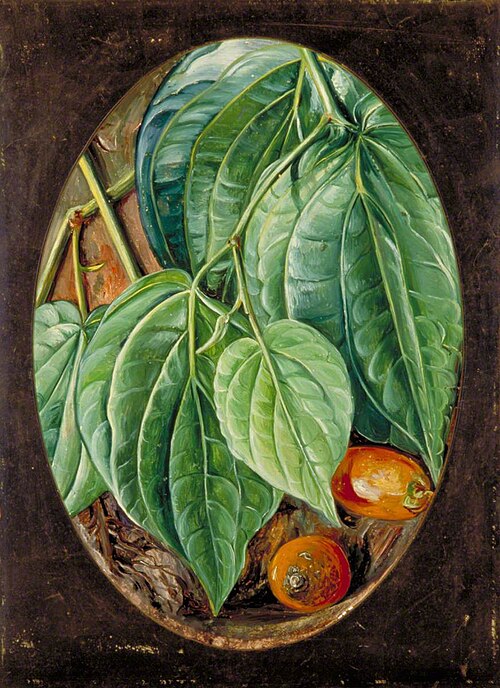 Foliage of Betel Pepper and Areca Nuts, 1878, Marianne North