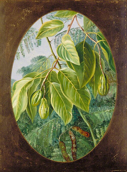 Foliage and Fruit of Two Indian Trees, 1878, Marianne North