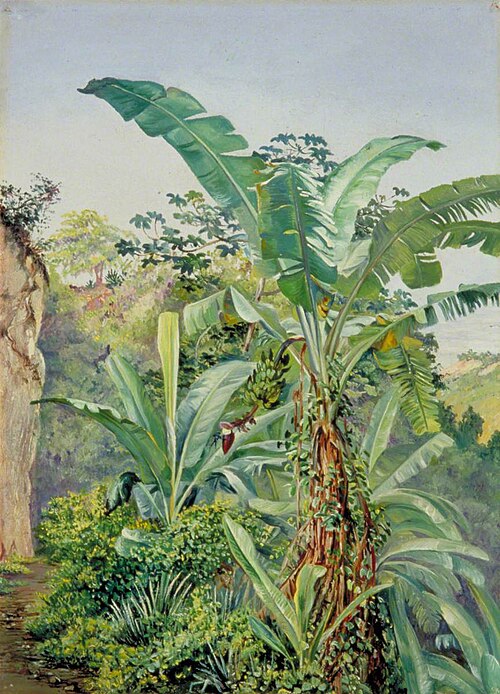 Study of Banana and Trumpet Tree, Jamaica, 1872, Marianne North