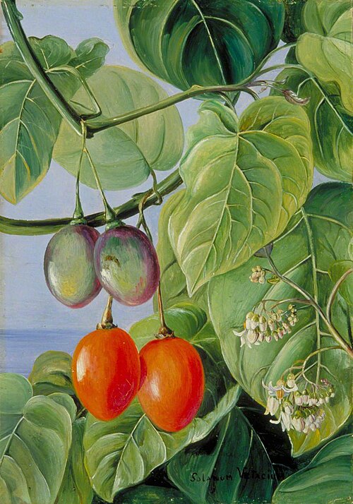 Foliage, Flowers and Fruit of the False Tomato, Painted in Brazil, 1873, Marianne North