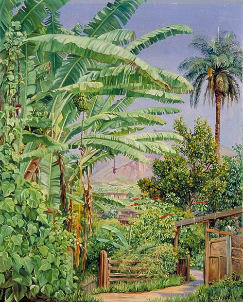 Bananas and Orange Trees, a Palm and a Bush of Noche Buena in a Garden at Morro Velho, Brazil, 1873, Marianne North