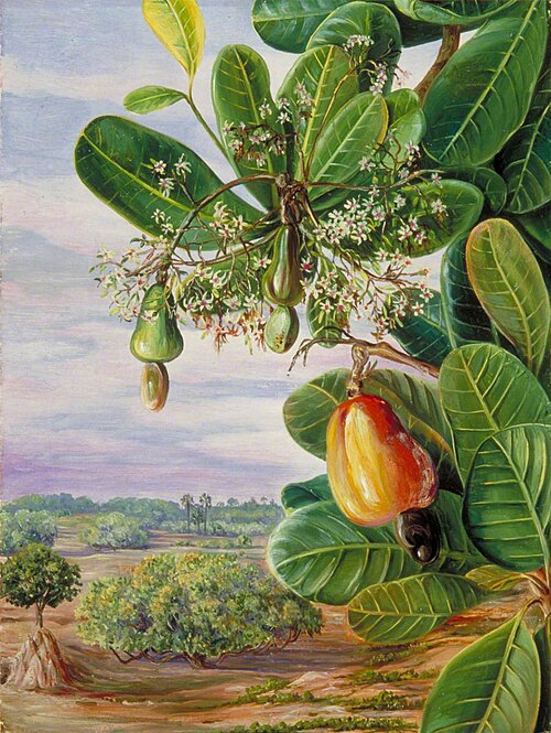Foliage, Flowers and Fruit of the Cashew, Tanjore, India, 1878, Marianne North
