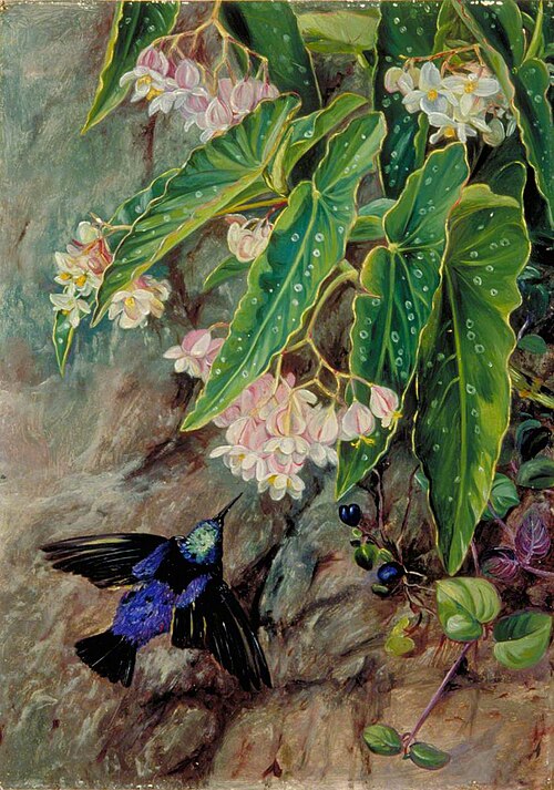 Brazilian Flowers, 1873, Marianne North
