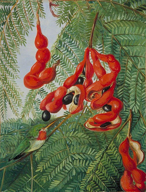 The Wild Tamarind of Jamaica with Scarlet Pod and Barbet, 1872, Marianne North