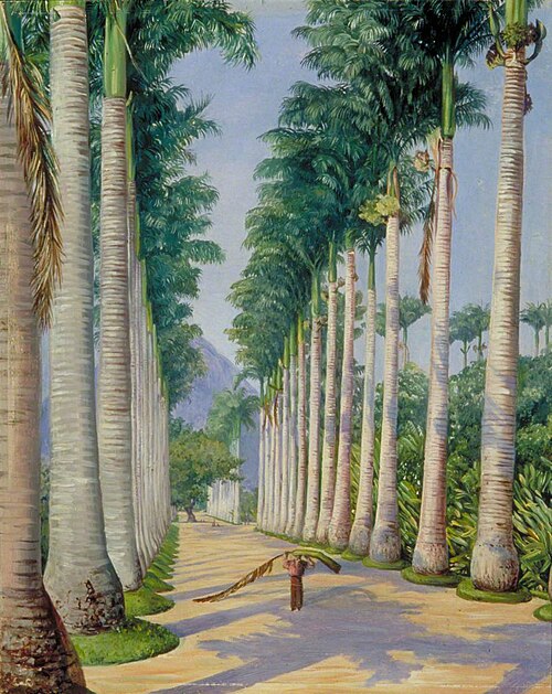 Side Avenue of Royal Palms at Botafogo, Brazil, 1873, Marianne North
