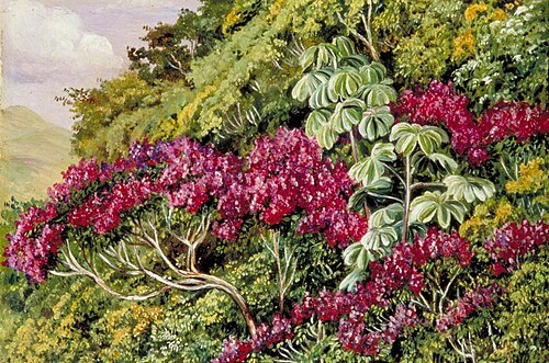 A Bank of Quaresma and Trumpet Trees, Brazil, 1873, Marianne North