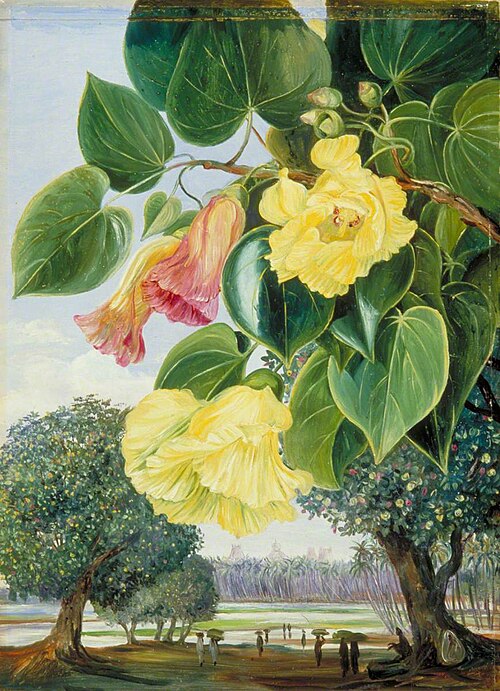 Foliage and Flowers of the Suriya or Portia; the Pagodas of Madura in the Distance, 1878, Marianne North