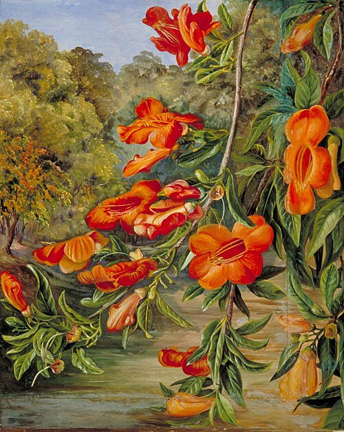 Foliage and Flowers of an Indian Tree, 1878, Marianne North