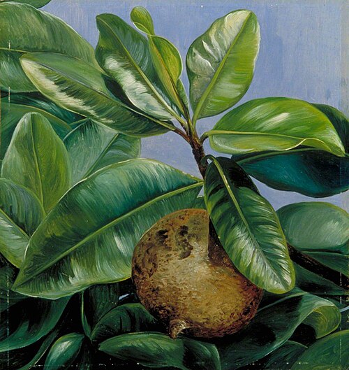 Foliage and Fruit of Mammee Apple or South American Apricot, 1873, Marianne North