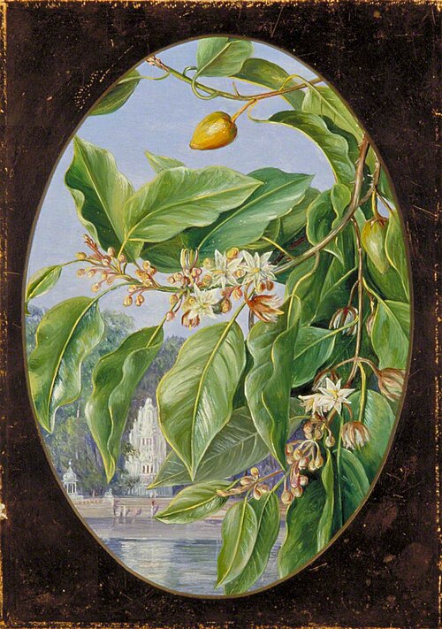 Foliage, Flowers and Fruit of a Tree Sacred to Krishna, 1878, Marianne North