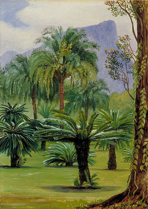Group of Sago-Yielding Cycads in the Botanic Garden at Rio Janeiro, 1873, Marianne North