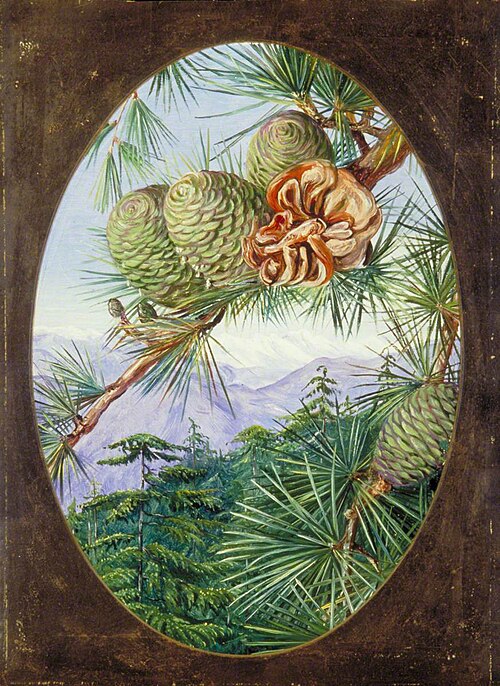 The Deodar or Indian Cedar, 1878, Marianne North